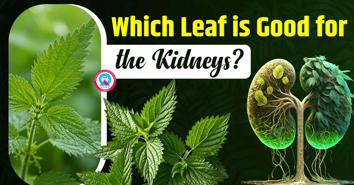which-leaf-is-good-for-the-kidneys